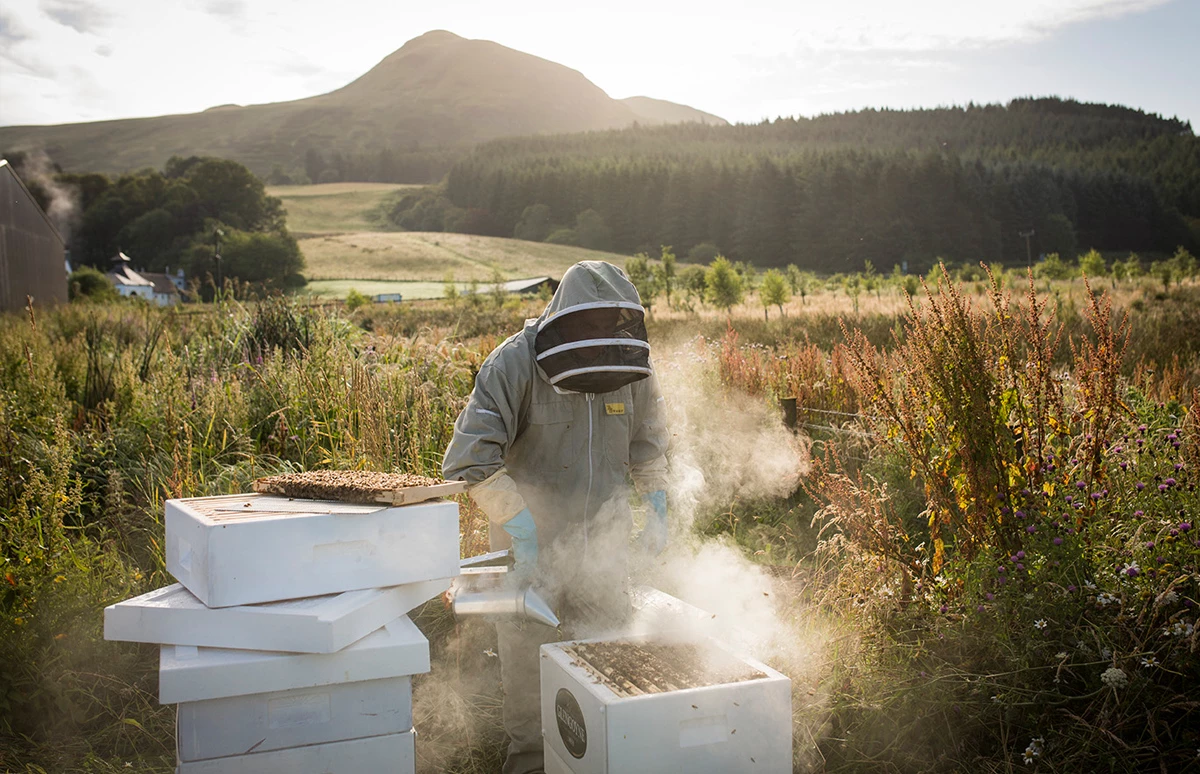 Plan Bee - duurzaamheid project Glengoyne