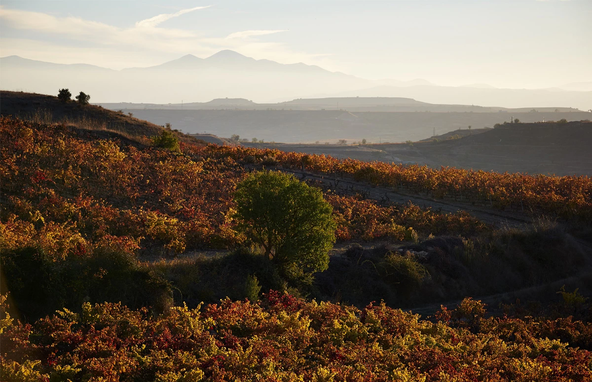 Bodegas Montecillo 1
