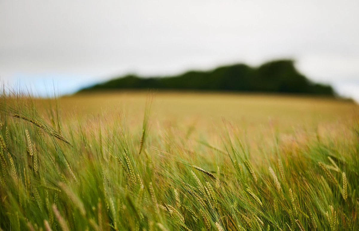Schitterende omgeving Filey Bay - Yorkshire 4