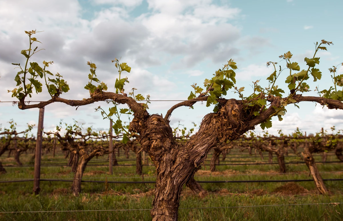 Australische wijnhuis Tahbilk 2