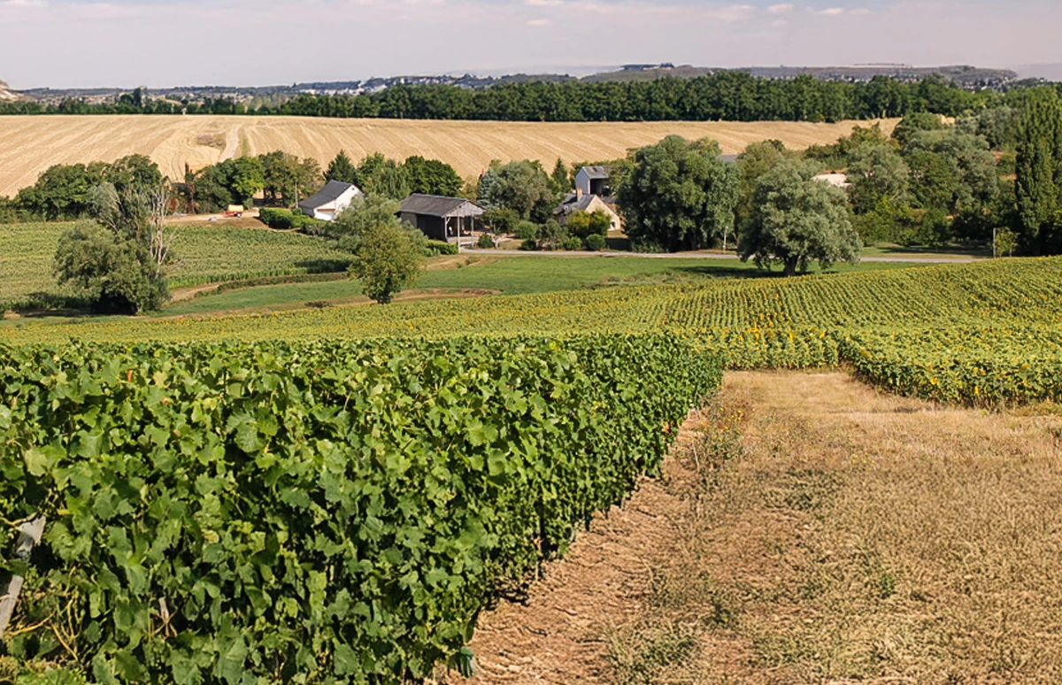 Loirewijn in de schijnwerpers: Domaine Dionet 2023