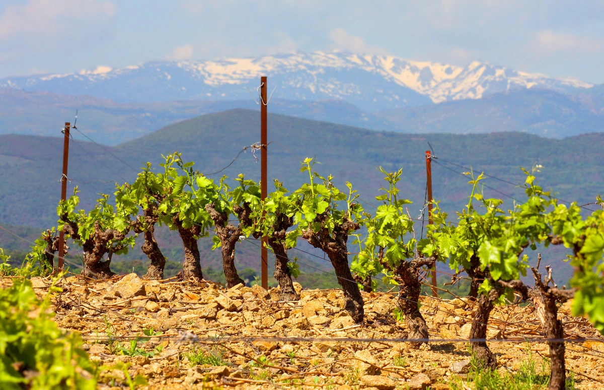 Wijnproeverij met wijnen uit Zuid-Afrika: Languedoc & Roussillon: Lorgeril 1