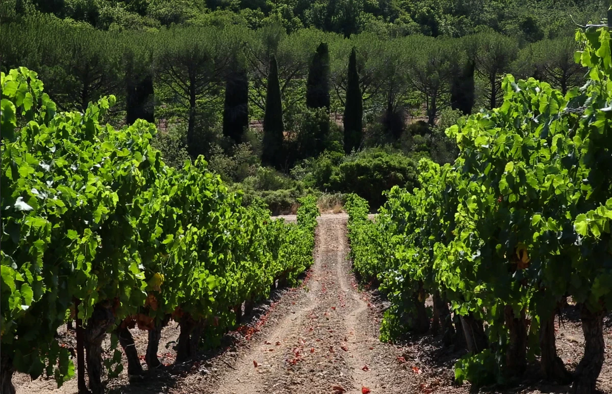 Wijnproeverij met wijnen uit Zuid-Afrika: Languedoc & Roussillon: Lorgeril 3