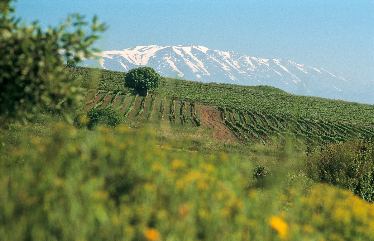 Wijnproeverij met wijnen Golan Heights Winery | Galilea