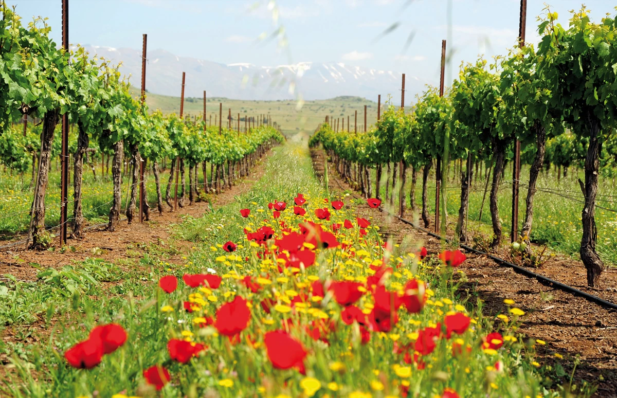 Wijnproeverij met wijnen Golan Heights Winery | Galilea 3