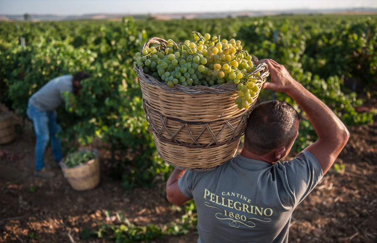 De line-up met wijnen van Pellegrino in Beverwijk: wit, rood en zoet
