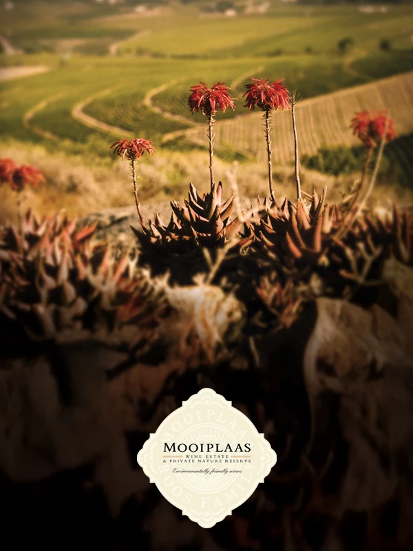 Mooiplaas Wine Estate sfeer 3