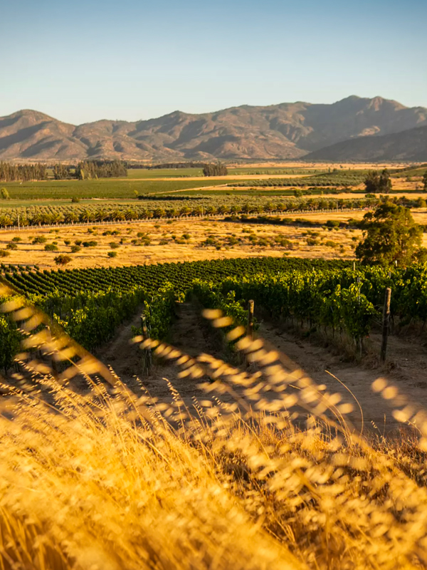 Los Vascos Chagual Sauvignon Blanc 2024 1