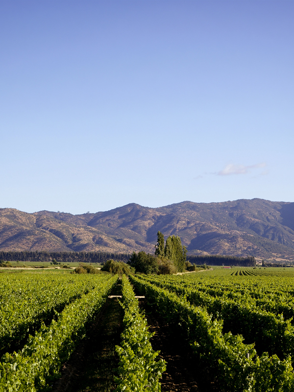 Los Vascos Chagual Sauvignon Blanc 2024 5