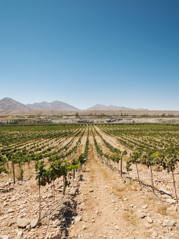 Ventisquero Huasco Valley 3