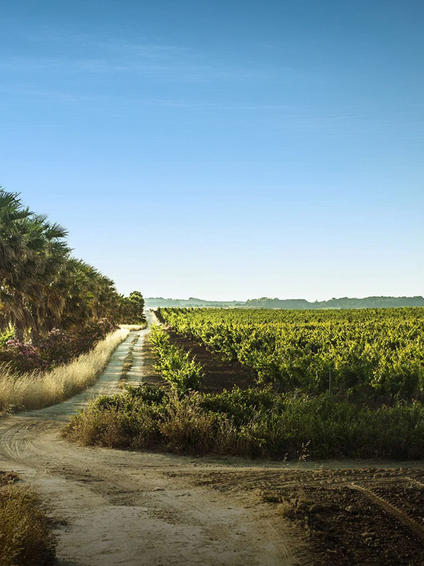 Met een oppervlakte van 90 hectare is Gazzerotta het grootste familiedomein van Pellegrino