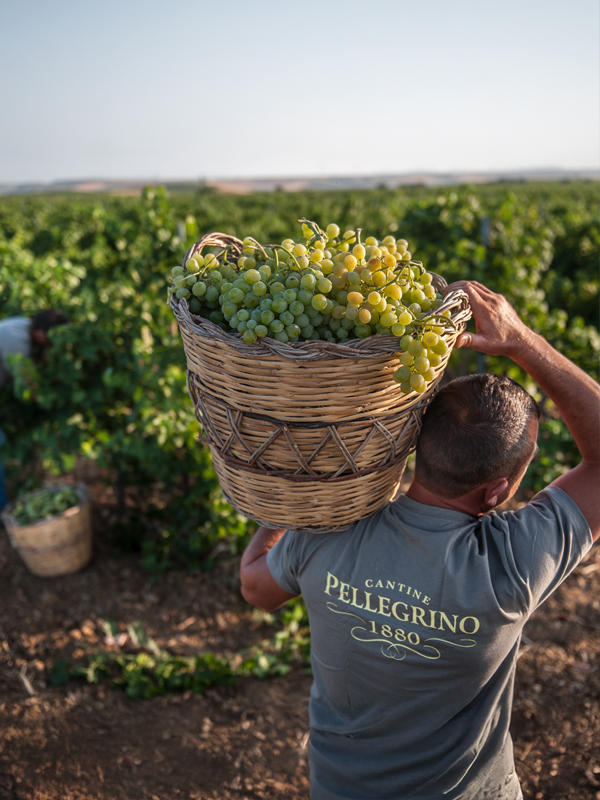 Pellegrino Senaría Grillo Superiore druivenoogst Gazzerotta wijngaarden Sicilië