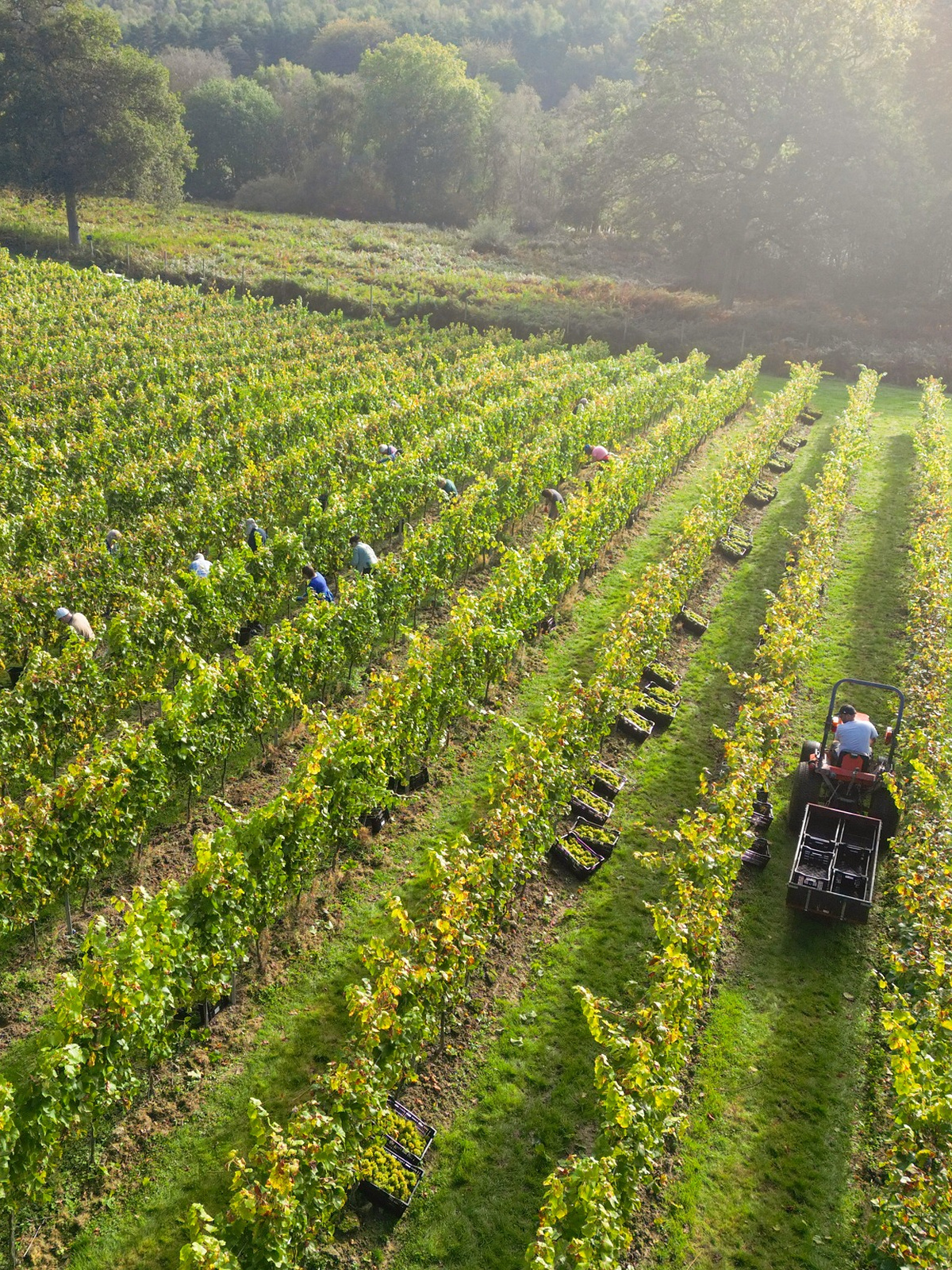 Mousserende wijnen van het familiewijnhuis Leonardslee Family Vineyards uit het Engelse West Sussex 6