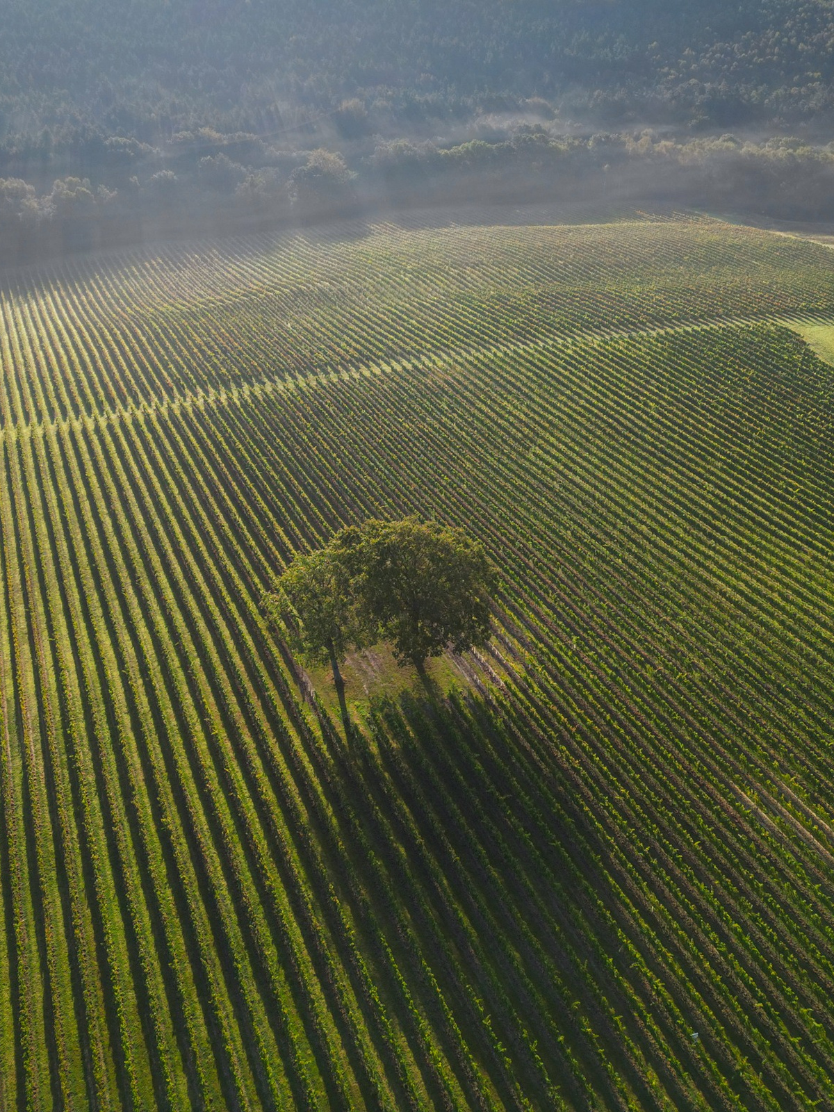 Mousserende wijnen van het familiewijnhuis Leonardslee Family Vineyards uit het Engelse West Sussex 7