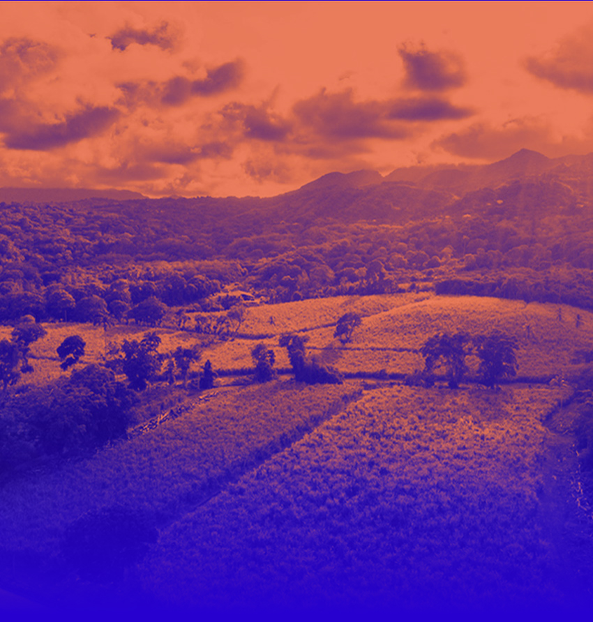 Dunfermline Farm - Mango Lande terroir