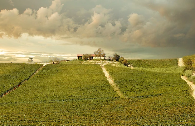 Basarin | Piemonte | Angelo Negro