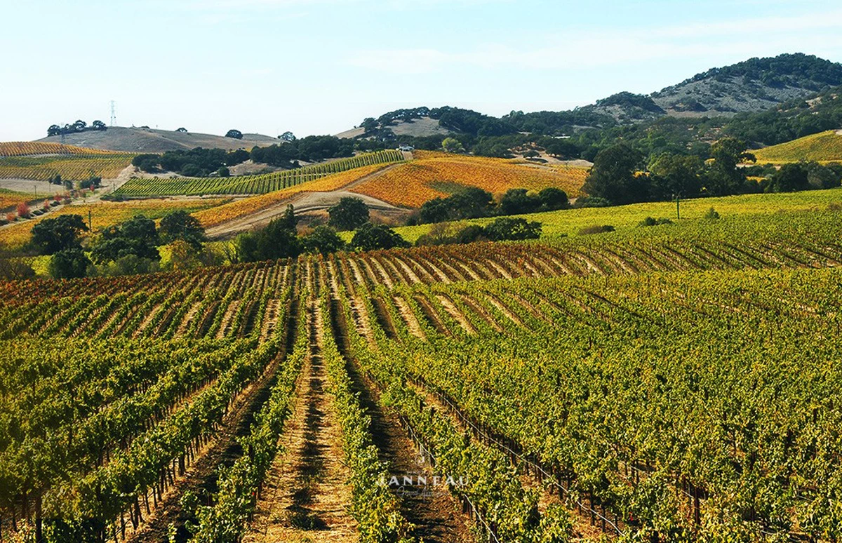 Armagnac, het oudste wijndistillaat van Frankrijk