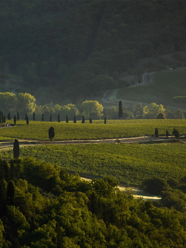 Viticcio sfeerafbeeldingen