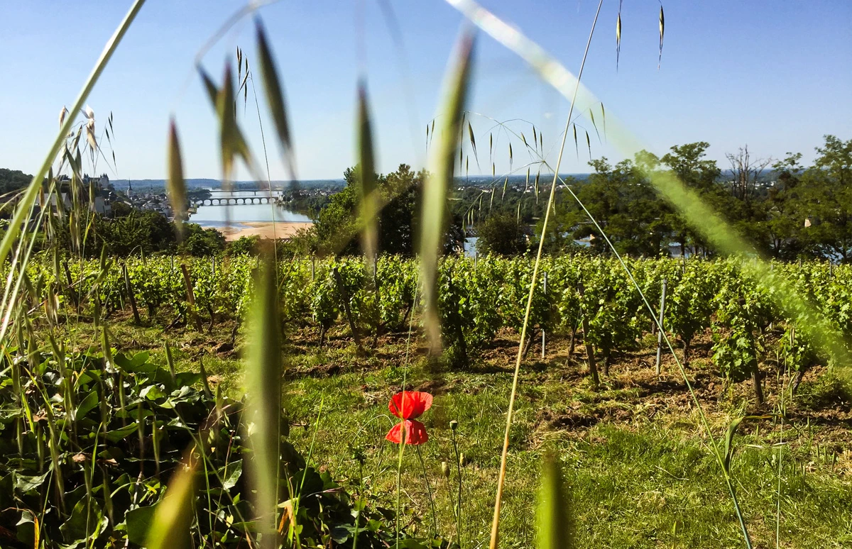 Wijnbouw in de Loire met Château de Parnay