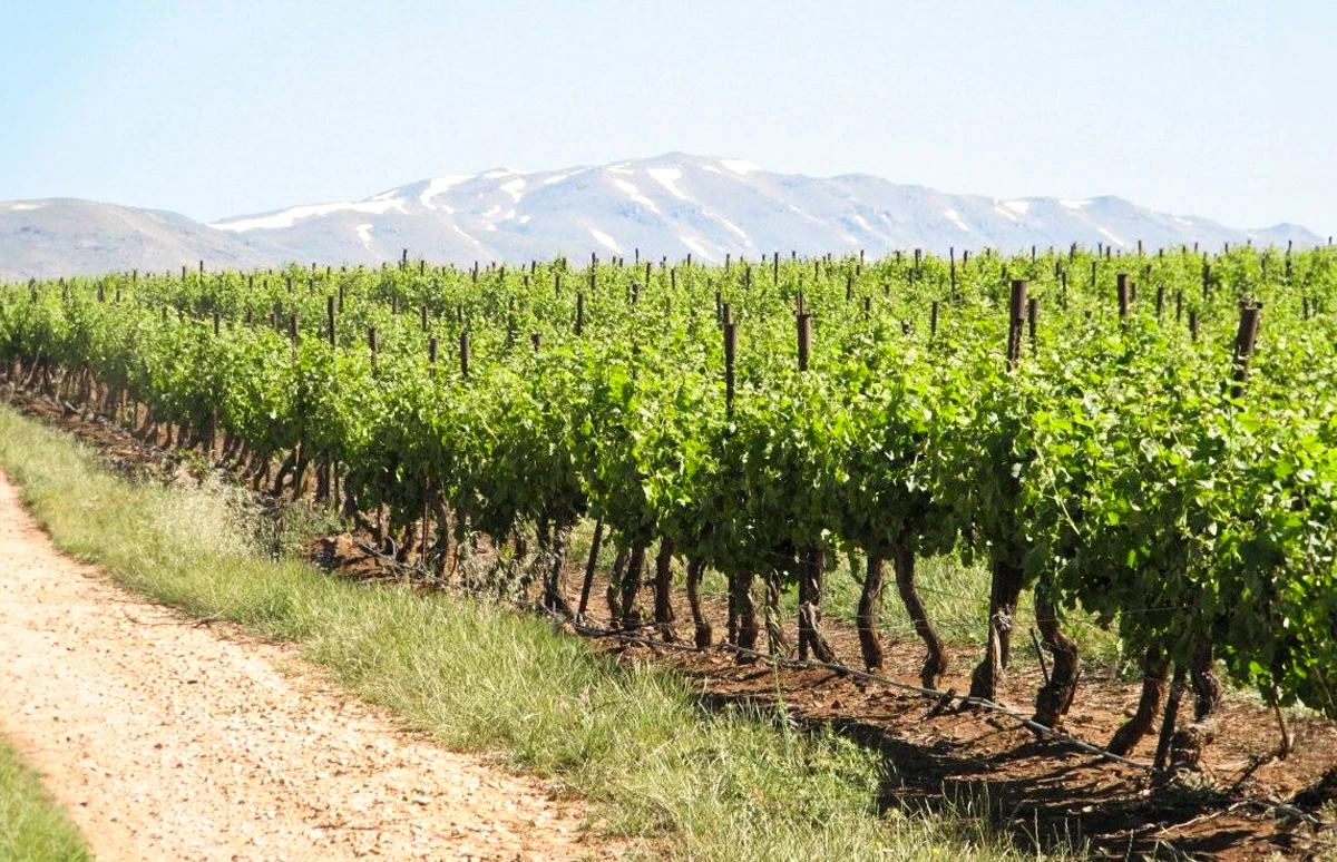 Wijngaarden Golan Heights Winery
