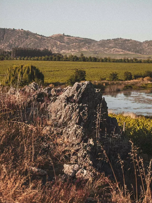 Sfeer Los Vascos wijngaarden bodem en rijke diversiteit van de natuur 2