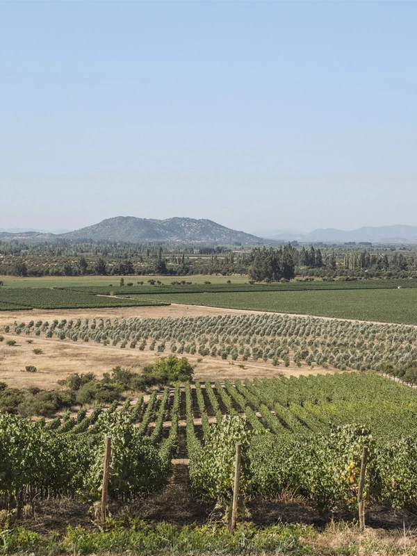 Sfeer Los Vascos wijngaarden bodem en rijke diversiteit van de natuur 1