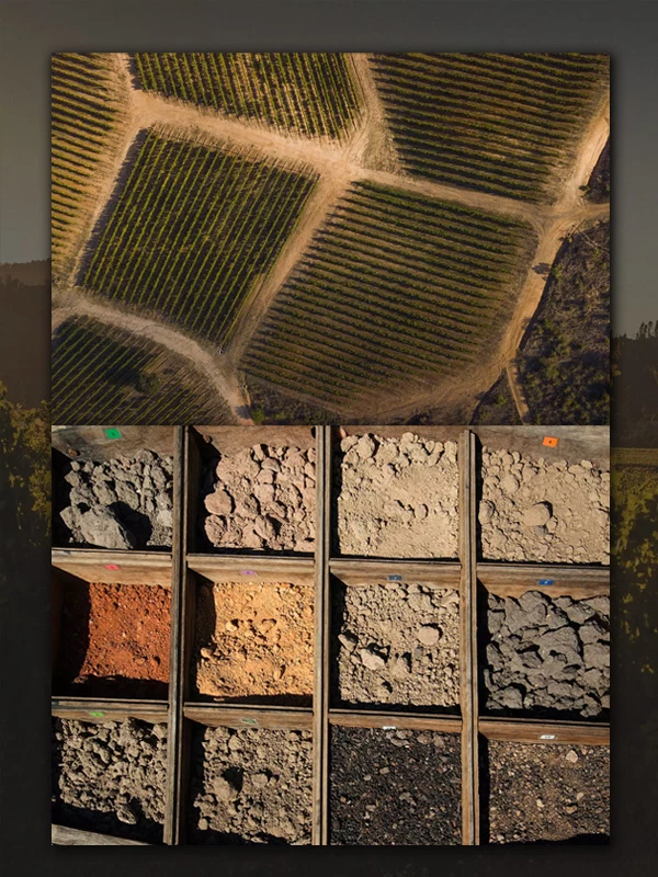 Sfeer Los Vascos wijngaarden bodem en rijke diversiteit van de natuur 3