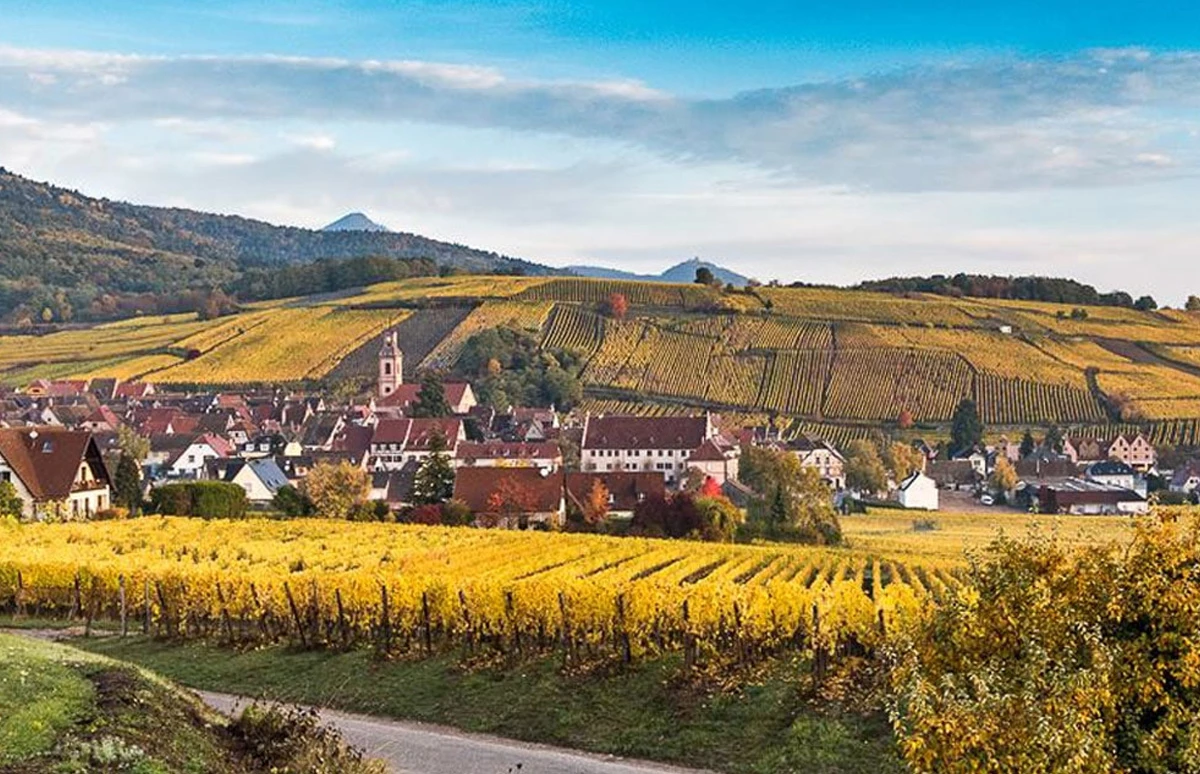 Grootste wijngoed in het hart van de Elzas