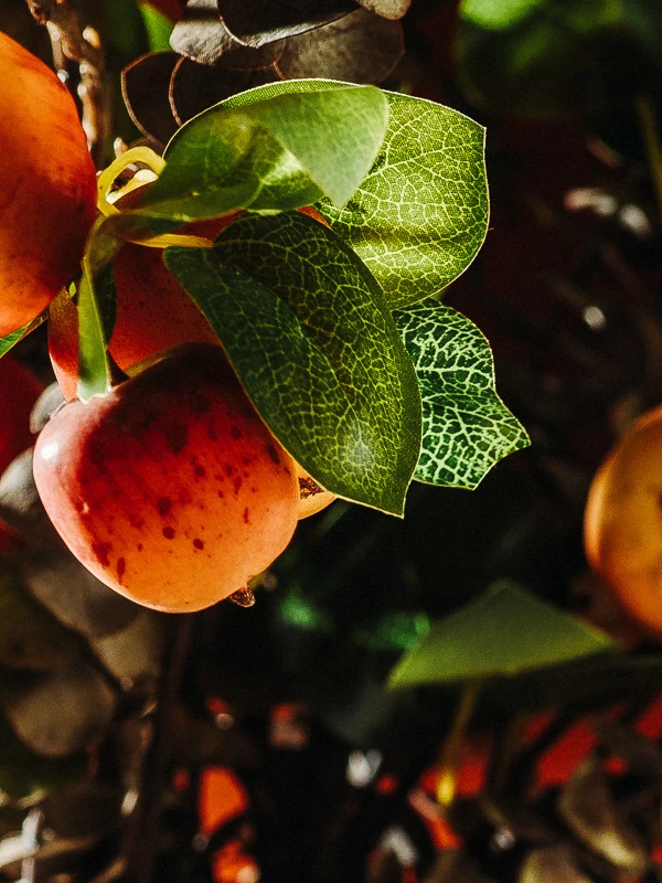 The Epicurean Calvados Finish Limited Edition sfeer 2